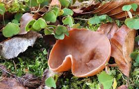 Attēlu rezultāti vaicājumam “Discina perlata”