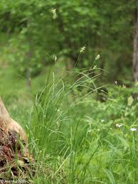 Attēlu rezultāti vaicājumam “Carex praecox”