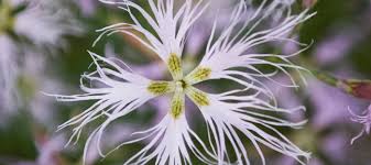 Attēlu rezultāti vaicājumam “Dianthus arenarius flower”