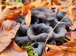 Attēlu rezultāti vaicājumam “Craterium aureum stalked”