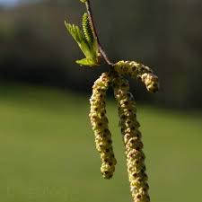 Attēlu rezultāti vaicājumam “Betula pubescens flower”