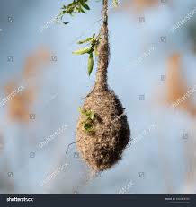 Attēlu rezultāti vaicājumam “Remiz pendulinus nest”