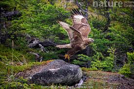 Attēlu rezultāti vaicājumam “Buteo lagopus”
