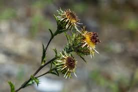 Attēlu rezultāti vaicājumam “Carlina biebersteinii flower”