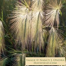 Attēlu rezultāti vaicājumam “Hordeum jubatum”