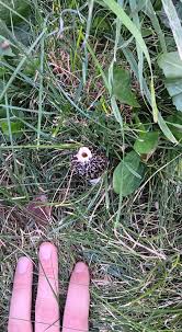 Attēlu rezultāti vaicājumam “Reticularia jurana”