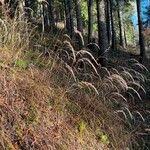 Attēlu rezultāti vaicājumam “Calamagrostis purpurea fruit”