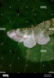 Attēlu rezultāti vaicājumam “Hydrelia sylvata”