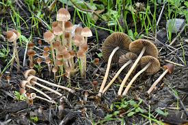 Attēlu rezultāti vaicājumam “Psathyrella pygmaea”