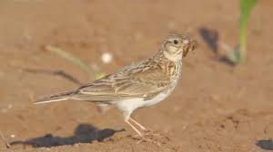 Attēlu rezultāti vaicājumam “Alauda arvensis adult”