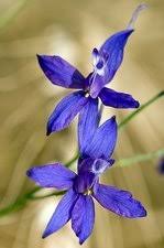 Attēlu rezultāti vaicājumam “Consolida regalis fruit”