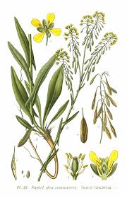 Image result for Isatis tinctoria