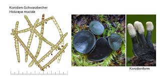 Attēlu rezultāti vaicājumam “Holwaya mucida”