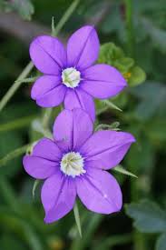 Image result for Legousia speculum-veneris