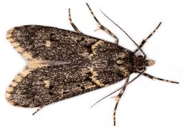 Attēlu rezultāti vaicājumam “Diurnea fagella”