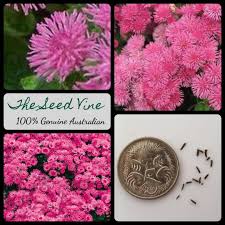Image result for Ageratum mexicanum