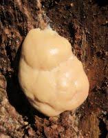 Attēlu rezultāti vaicājumam “Amaurochaete atra young”