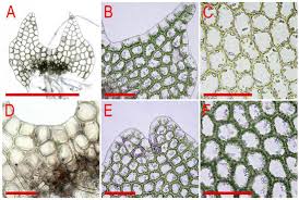 Attēlu rezultāti vaicājumam “Calypogeia neesiana”