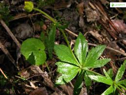 Attēlu rezultāti vaicājumam “Ranunculus cassubicus leaf”
