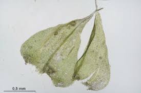 Attēlu rezultāti vaicājumam “Sciuro-hypnum”