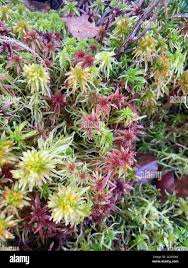 Attēlu rezultāti vaicājumam “Sphagnum quinquefarium”