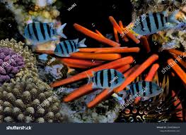 Image result for Mesocentrotus franciscanus