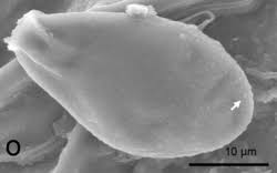 Attēlu rezultāti vaicājumam “Milesina murariae”