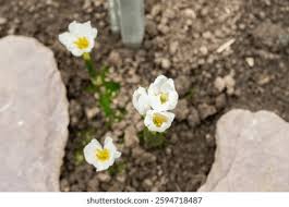 Attēlu rezultāti vaicājumam “Colchicum szovitsii subsp. szovitsii flower”