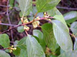 Attēlu rezultāti vaicājumam “Frangula alnus flower”
