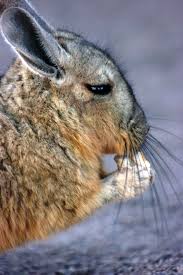 Image result for viscacha