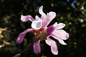 Attēlu rezultāti vaicājumam “Magnolia x loebneri flower”