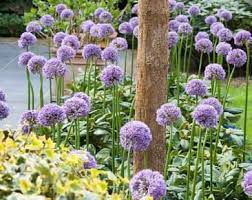 Attēlu rezultāti vaicājumam “Allium oleraceum flower”