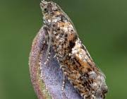 Attēlu rezultāti vaicājumam “Epinotia immundana”