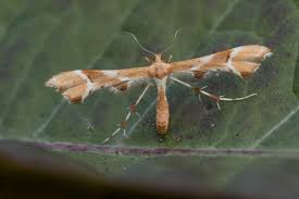 Attēlu rezultāti vaicājumam “Cnaemidophorus rhododactyla”