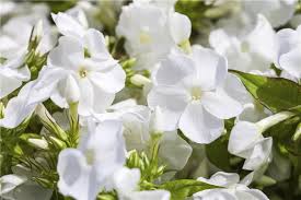 Image result for Phlox (großblumig)