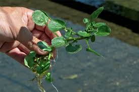 Image result for Brunnenkresse