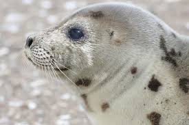 Image result for Pagophilus groenlandicus