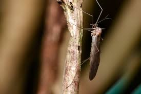 Attēlu rezultāti vaicājumam “Trichocera”