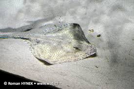 Image result for Raja brachyura