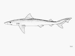 Image result for Galeorhinus galeus