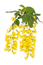 Attēlu rezultāti vaicājumam “Laburnum anagyroides leaf”