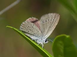 Attēlu rezultāti vaicājumam “Cupido minimus”