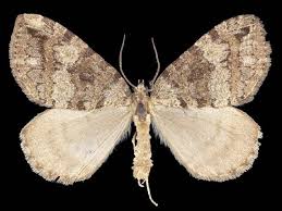 Attēlu rezultāti vaicājumam “Hydriomena furcata”