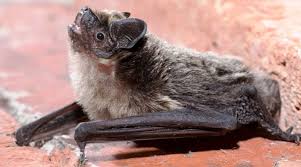 Attēlu rezultāti vaicājumam “Vespertilio murinus”