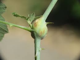 Attēlu rezultāti vaicājumam “Lasioptera rubi larva”