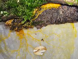 Attēlu rezultāti vaicājumam “Stemonitopsis typhina var. similis”