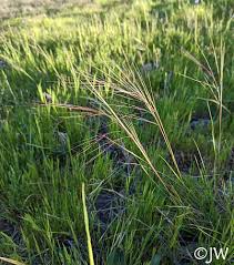 Attēlu rezultāti vaicājumam “Pistillaria sp.”