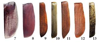 Attēlu rezultāti vaicājumam “Melandrya dubia”