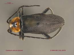 Attēlu rezultāti vaicājumam “Cantharidae”