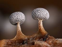 Attēlu rezultāti vaicājumam “Physarum leucopus”